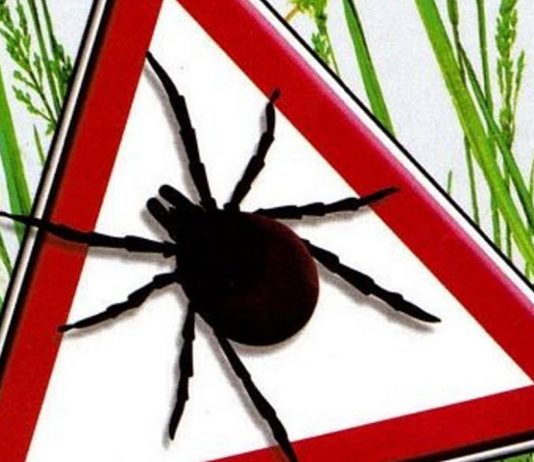 Uchroń psa przed babeszjozą