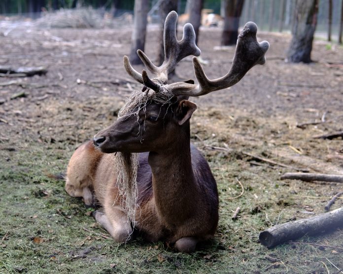 Potrącone zwierzę jeleń - foto Hubert Gielecińki