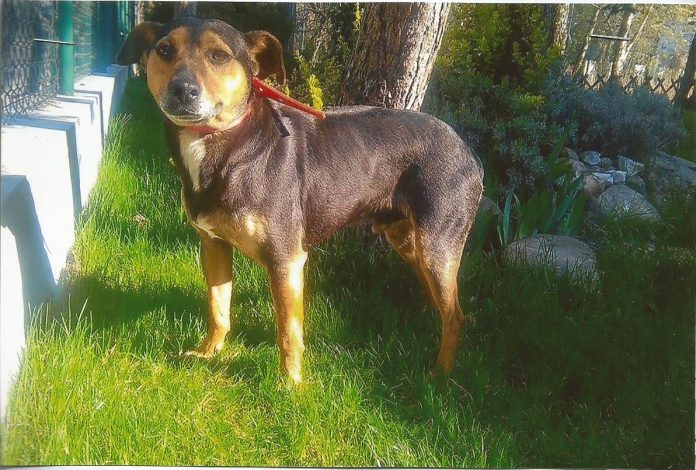 Zwierzęta z terenu Piaseczna do adopcji Jesek