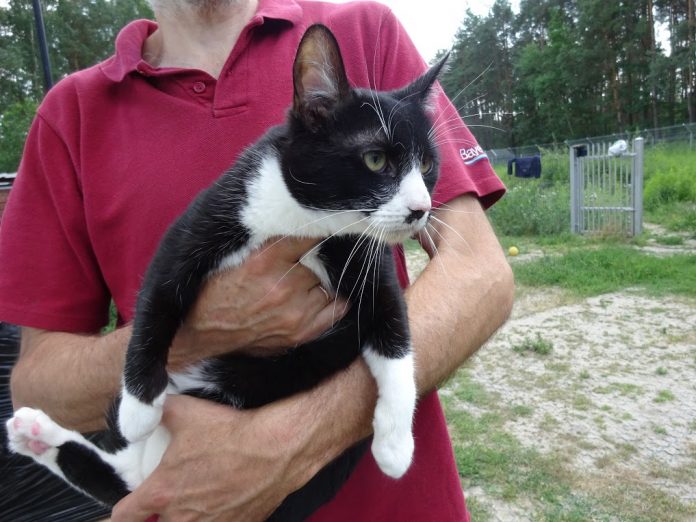 Zwierzęta z terenu Piaseczna do adopcji kot Mazi