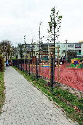 Nowe drzewa przy placu zabaw Fabryczna w Piasecznie