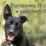 Dzień otwarty w schronisku w Czaplinku