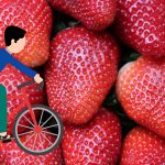 Kraina Jeziorki #2 – wycieczka rowerowa na truskawki