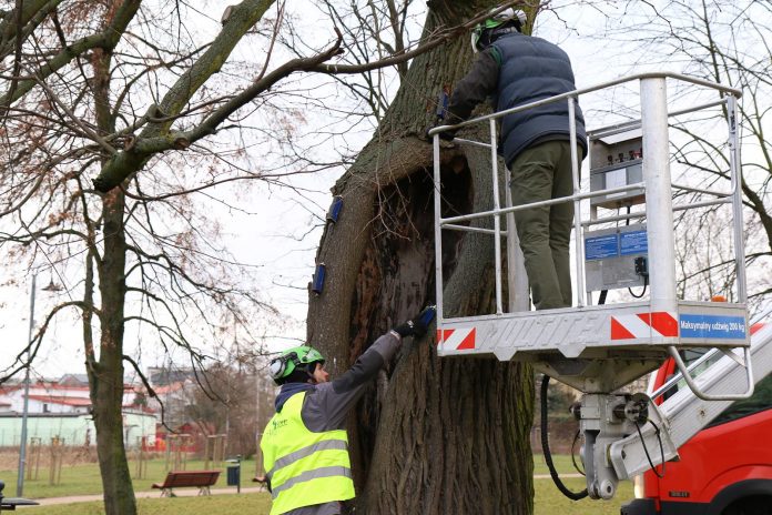 Ekspertyzy dendrologiczne w Parku im. Książąt Mazowieckich badania drzew