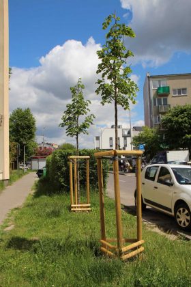 Nowe drzewa przy ul. Szkolnej w Piasecznie
