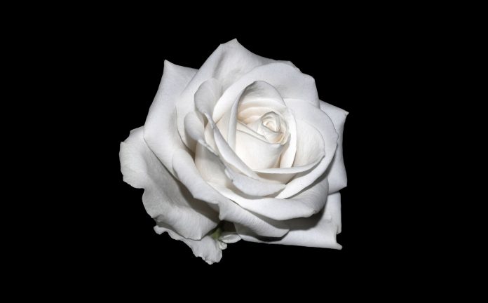 Biała róża na czarnym tle - źródło: Pixabay