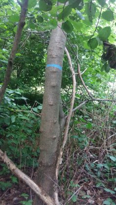 znakowanie drzew do wycinki w parku Redutowa, foto: Patrycja Zych
