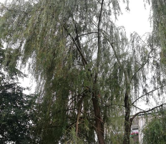 Puławska Szkolna złamane drzewo