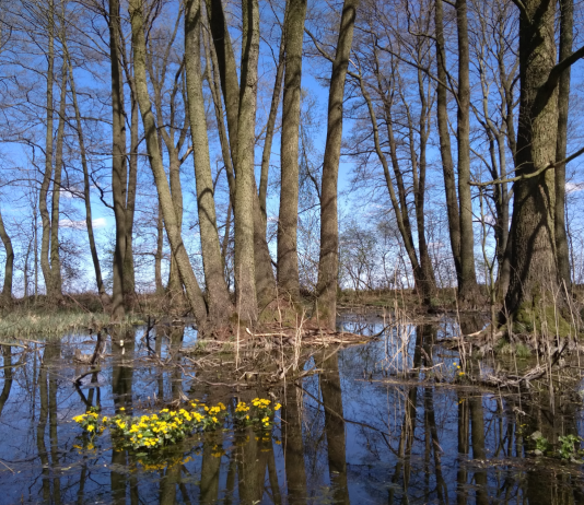 Środowisko mokradłowe, foto archiwum Chojnowskiego Parku Krajobrazowego