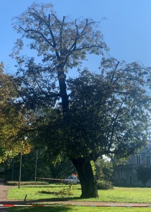 W drzewo w Parku Miejskim uderzył piorun