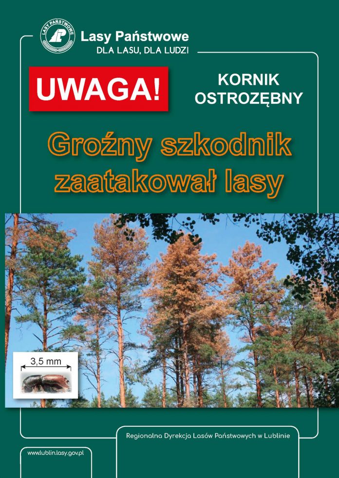 KORNIK OSTROZĘBNY – JAK ZAPOBIEGAĆ I ZWALCZAĆ KORNIKA OSTROZĘBNEGO? ILUSTRACJA. KORNIK OSTROZĘBNY – JAK ZAPOBIEGAĆ I ZWALCZAĆ KORNIKA OSTROZĘBNEGO?