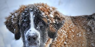 Ilustracja. Zdjęcie psa w śniegu