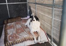 Pies szukający nowego domu, obecnie w schronisku "Na Paluchu"