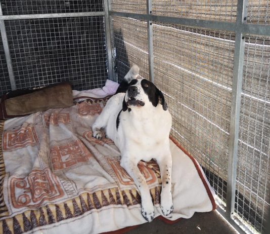 Pies szukający nowego domu, obecnie w schronisku "Na Paluchu"