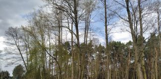 Las w Głoskowie - foto Alarm dla Klimatu Piaseczno