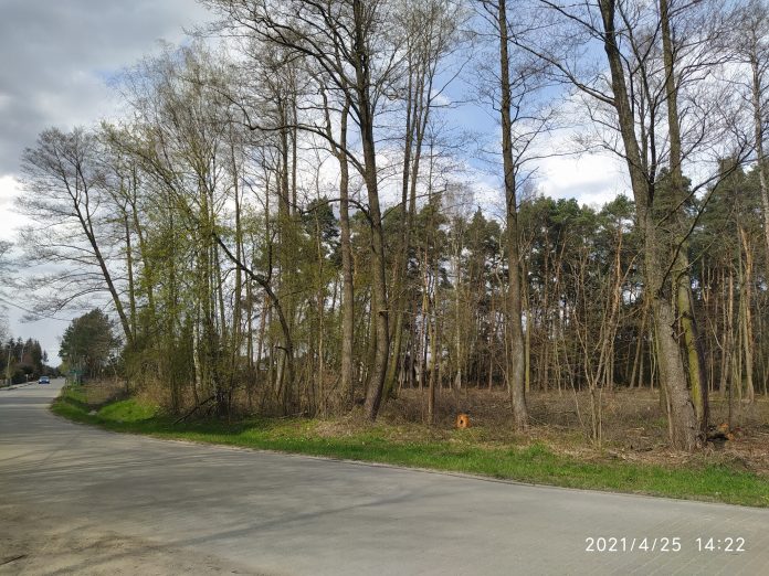 Las w Głoskowie - foto Alarm dla Klimatu Piaseczno