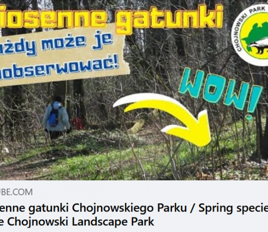 Wiosenne gatunki w Chojnowskim Parku Krajobrazowym