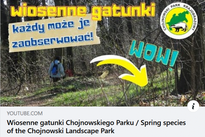 Wiosenne gatunki w Chojnowskim Parku Krajobrazowym