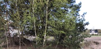 Bobrowiec - tereny leśne i zadrzewienia