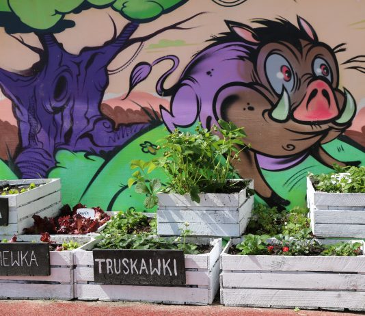 Ilustracja - skrzynki z sadzonkami ziół i warzyw na tle graffiti