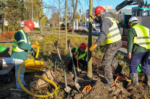 23 nowe drzewa na ul. Puławskiej. na zdjęciu pracownicy firmy ogrodniczej sadzą drzewo.