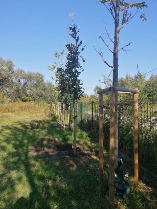 Akcja sadzenia drzew w Parku Uroczym Henryków-Urocze