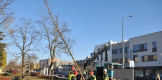 23 nowe drzewa na ul. Puławskiej. Firma ogrodnicza sadzi drzewo na skwerze przy ul. Pułąwskiej.