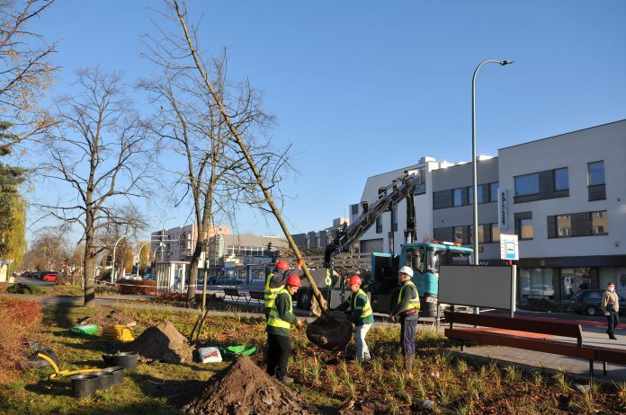 23 nowe drzewa na ul. Puławskiej. Firma ogrodnicza sadzi drzewo na skwerze przy ul. Pułąwskiej.