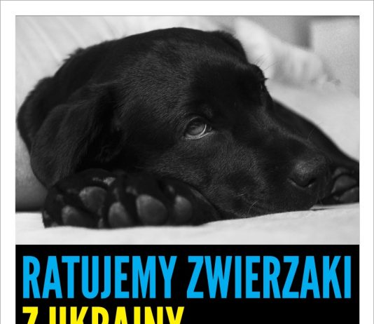 Plakat Zbiórka dla zwierzaków z Ukrainy