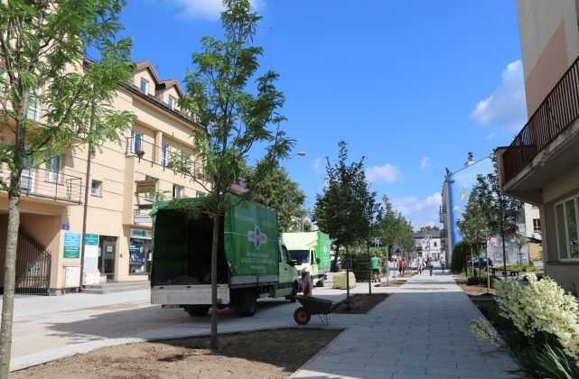 Zazieleniamy ulicę Kościuszki. Na zdjęciu nowo posadzone drzewa wzdłuż ulicy.