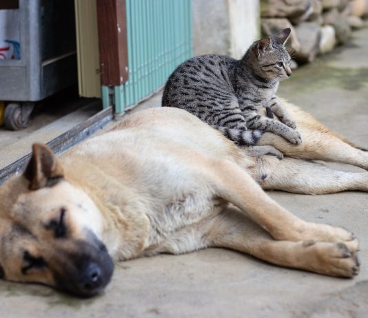 opieka nad zwierzętami. Na zdjęciu leżący pies a na nim kot.