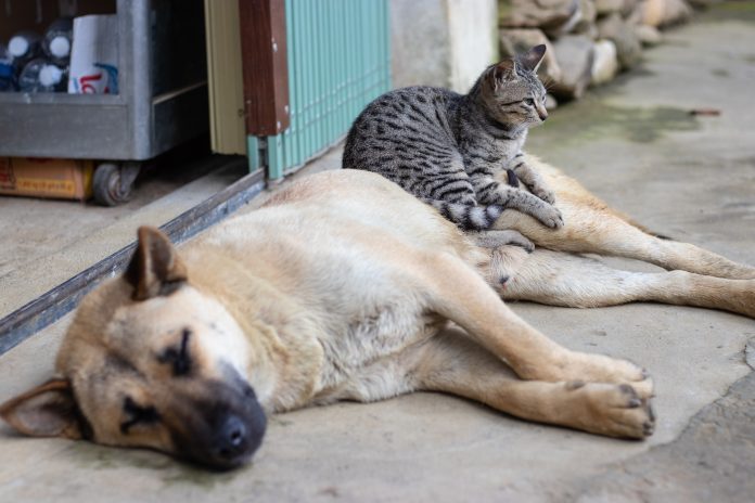 opieka nad zwierzętami. Na zdjęciu leżący pies a na nim kot.