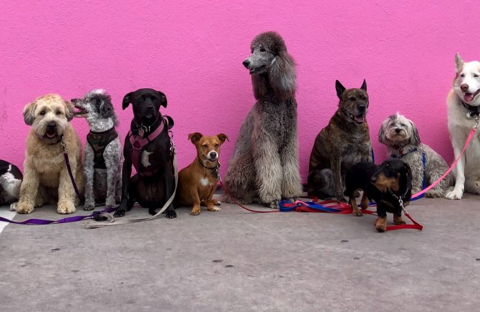 akcja kastracji. Na zdjęciu 9 psów różnych ras na tle różowej ściany.