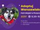 adoptuj warszawiaka, plakat akcji ze zdjęciem psa.