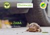 Pomóż płazom – wolontariat w Chojnowskim Parku Krajobrazowym