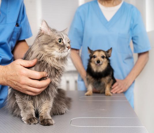 kot i pies u weterynarza