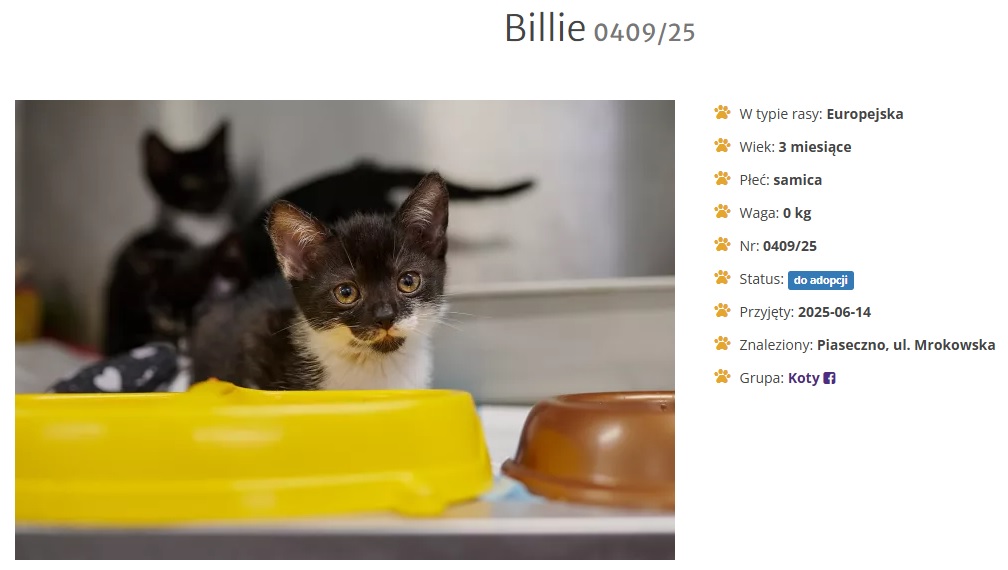 Billie trafiła do schroniska i potrzebuje pilnie znaleźć kochający dom.