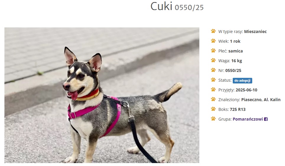 Cuki to młodziutka, cudowna suczka o nietuzinkowym wyglądzie i wielkim sercu