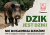 plakat zawierający porady dotyczące spotkania z dzikiem