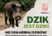 plakat zawierający porady dotyczące spotkania z dzikiem