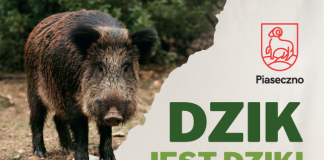 plakat zawierający porady dotyczące spotkania z dzikiem