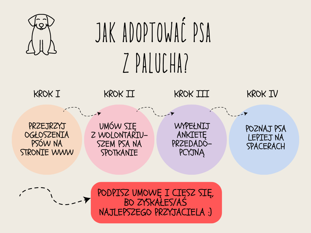 Jak adoptować psa ze Schroniska Na Paluchu?