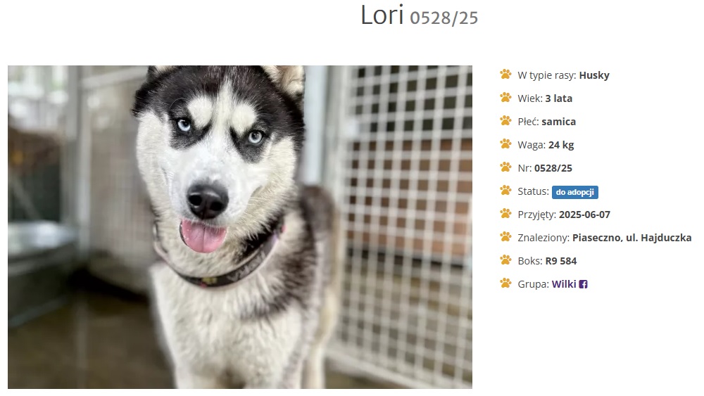 Lori to pies, który potrzebuje czasu, cierpliwości, spokojnego domu i doświadczonego opiekuna