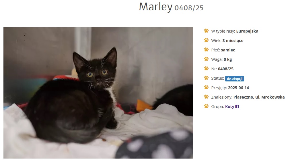 Marley trafił do schroniska i potrzebuje pilnie znaleźć kochający dom.