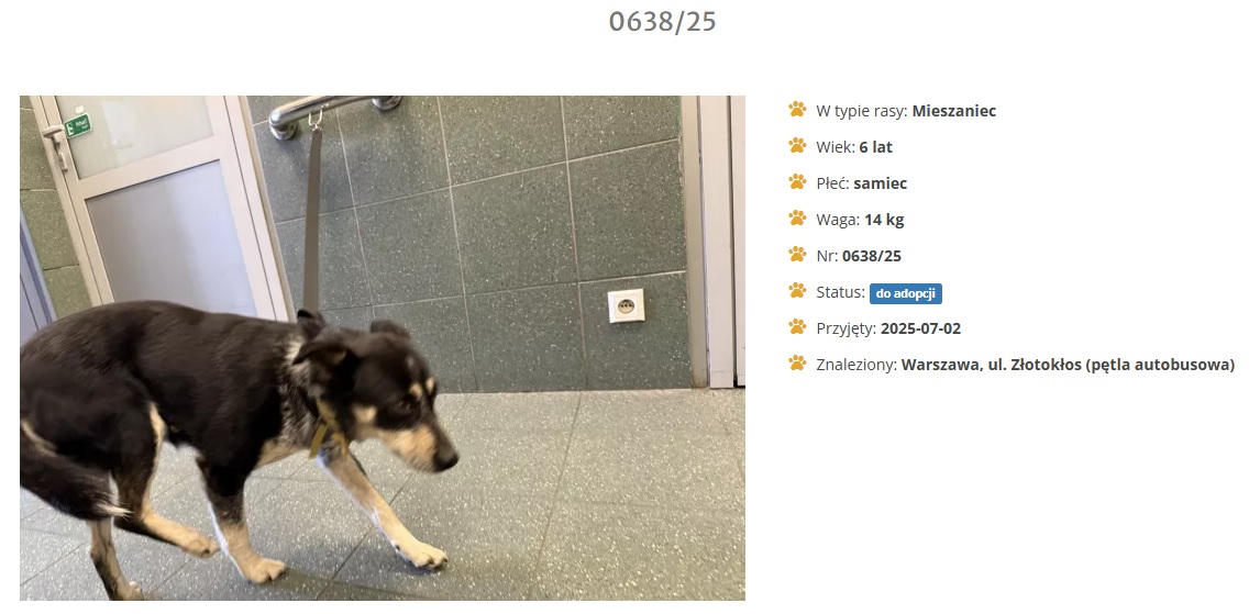 Mieszaniec ze Złotokłosu czeka na nowego właściciela