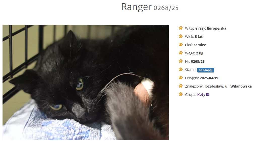 Ranger potrzebuje spokojnego domu, który da mu czas, cierpliwość i opiekę, która pozwoli zaleczyć złamane serce i wszystkie powypadkowe rany.