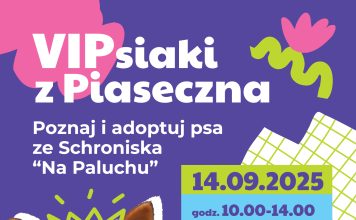 VIPsiaki z Piaseczna poznaj i adoptuj psa ze Schroniska Na Paluchu