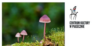 Domowa mykologia, czyli o leczniczych skarbach świata grzybów leśnych i hodowlanych