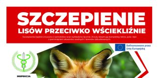 Jesienna akcja szczepienia lisów 2025
