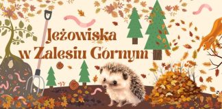 JEŻOWISKA W ZALESIU GÓRNYM